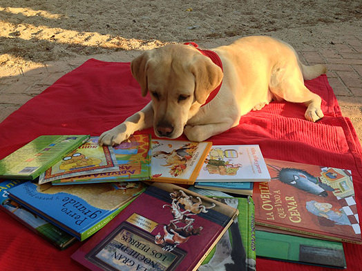 labrador retriever