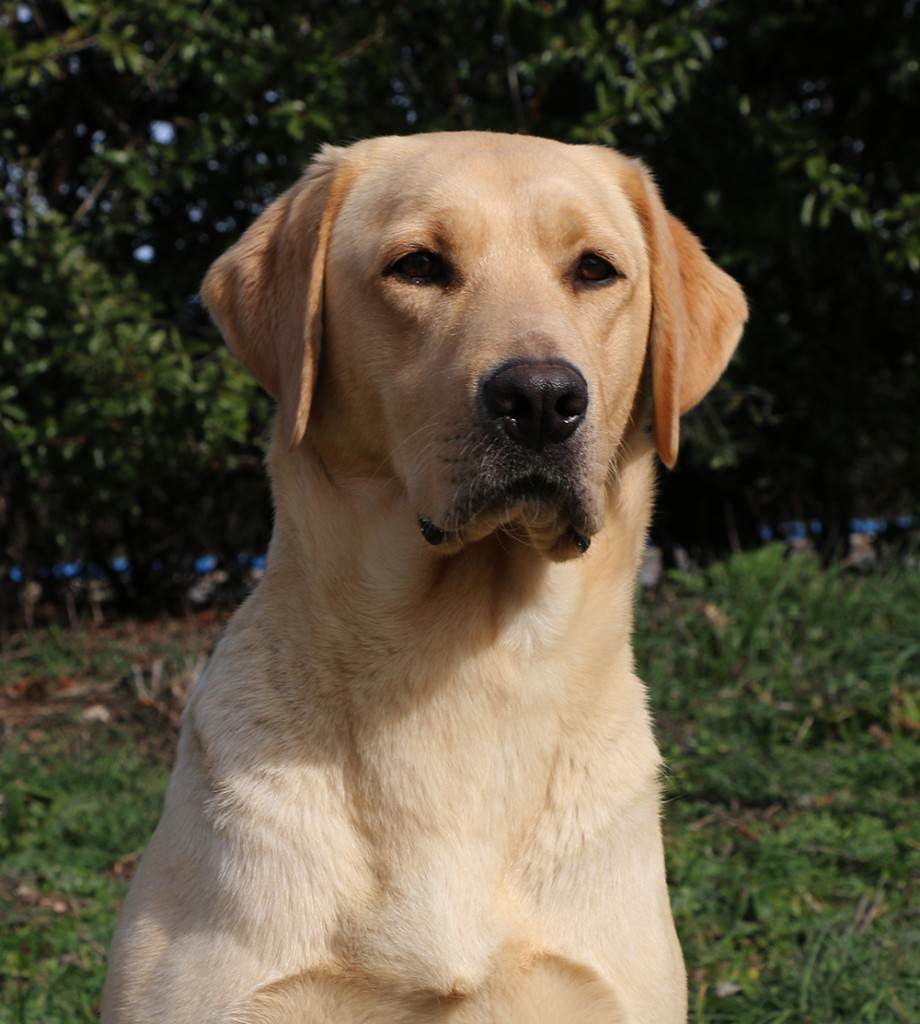 Cuca (8) ojos
