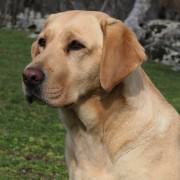 Labrador retriever