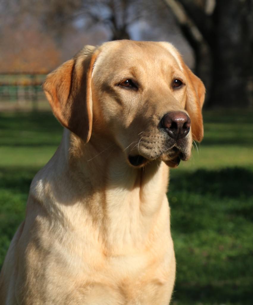 perro labrador Targo