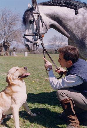 caballo-labrador