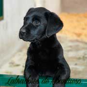 cachorra-labrador-retriever
