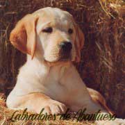 cachorro-labrador-retriever
