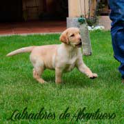 cachorro-labrador-retriever14