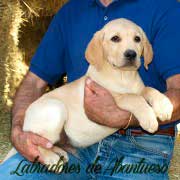 cachorro-labrador-retriever9