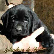 cachorro-negro
