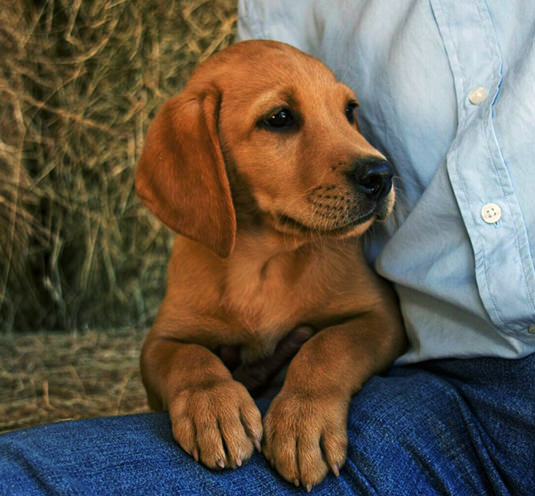 cachorro-red-fox-labrador-retriever