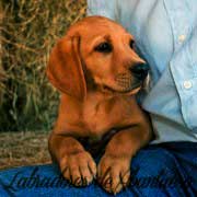 cachorro-red-fox