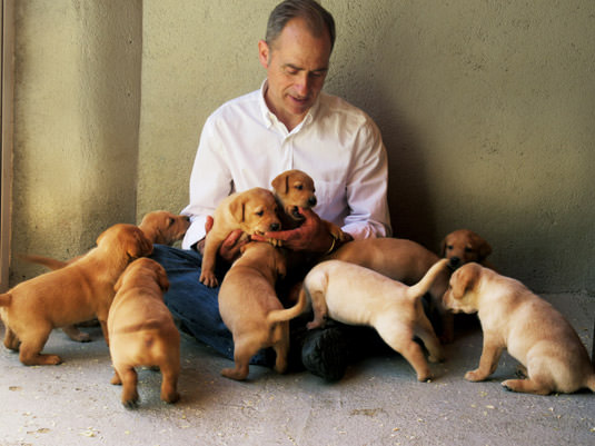 cachorros-de-labrador-red-fox