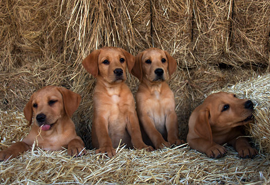 cachorros-de-labrador-retriever