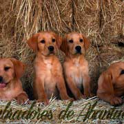 cachorros-de-red-fox