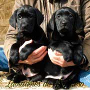 cachorros-negros