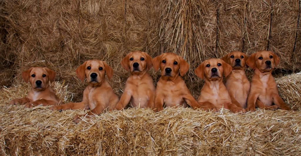 cachorros-red-fox