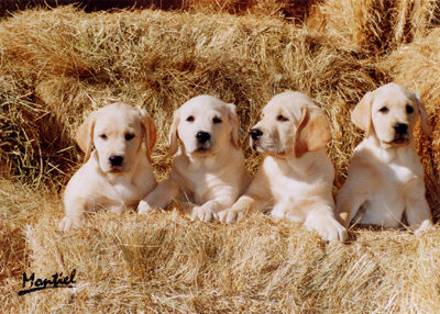 labradores