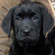cara-cachorro-negro