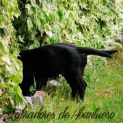 colas-tipicas