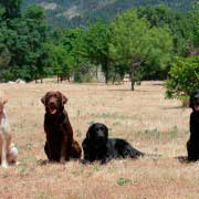 educación y adiestramiento de un labrador retriever