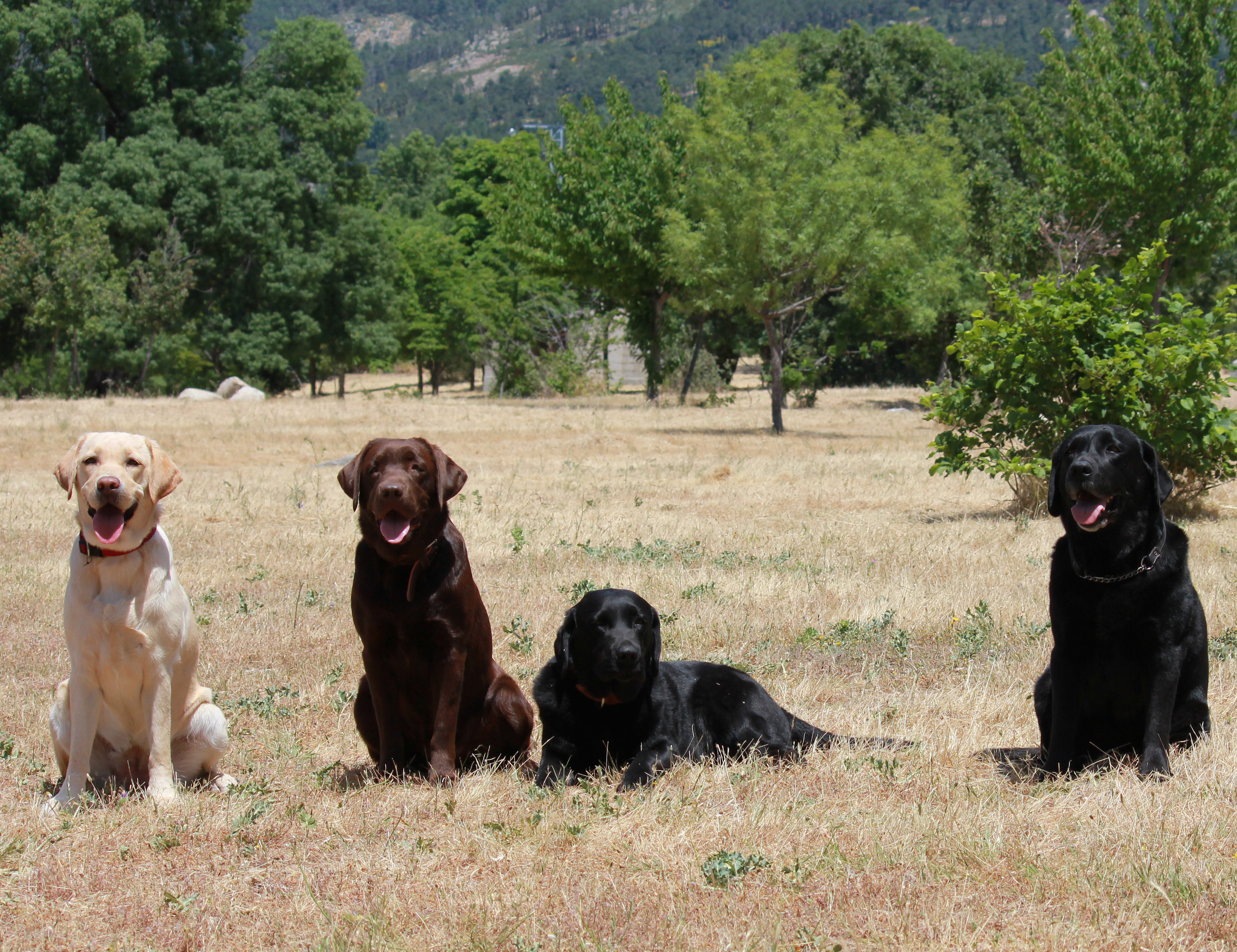 educación y adiestramiento de un labrador retriever
