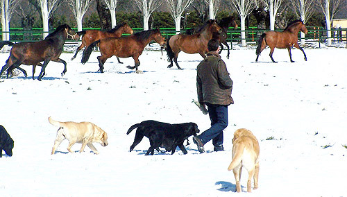criaderos de labrador retriever criaderos de labrador retriever