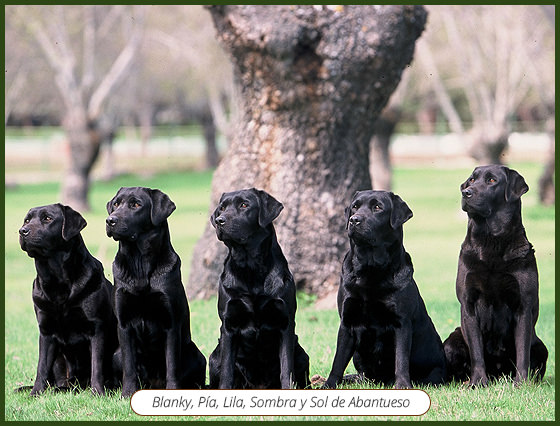 hembras-labradores-de-abantueso