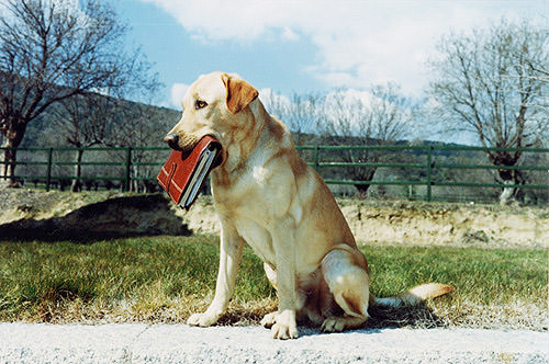 labrador-retriever