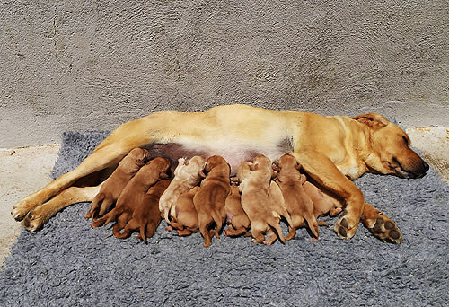 kimba-cachorros-red-fox