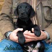 labrador-retriever-cachorro