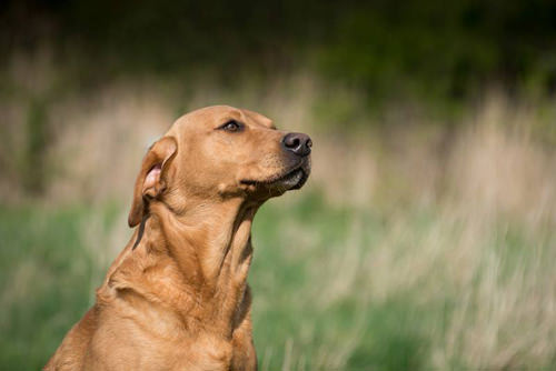 labrador-skip-cabeza