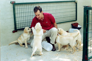 labrador