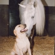 Cómo es un Labrador Retriever de Abantueso
