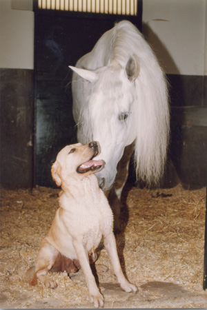 labradorycaballo3