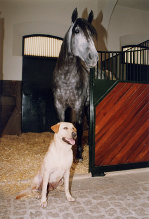 labradorycaballo4