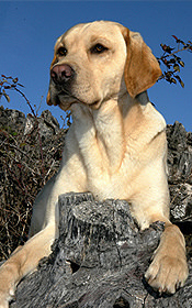 macho_6_pol