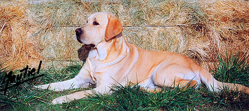 Labrador Retriever macho pipo2
