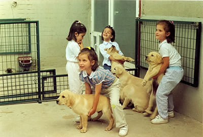 cachorro de labrador labrador