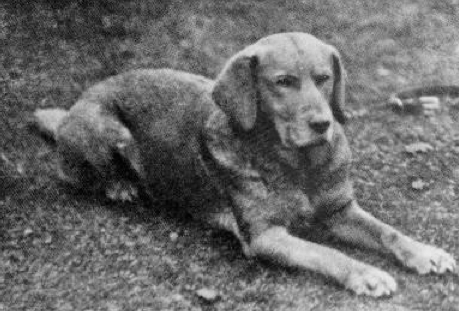perro labrador perro labrador