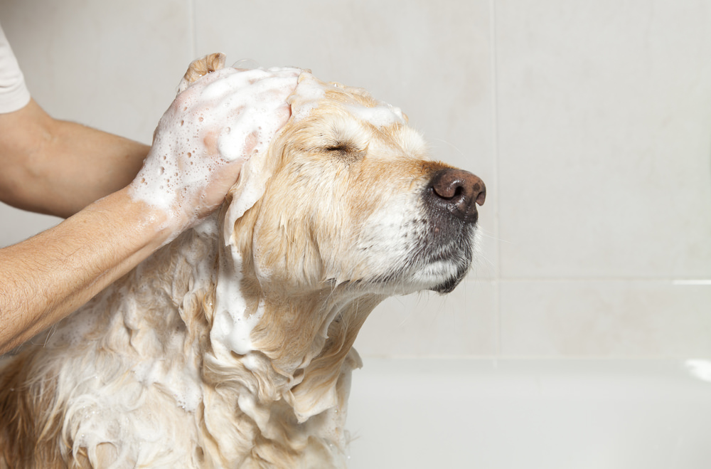 shutterstock_127046474