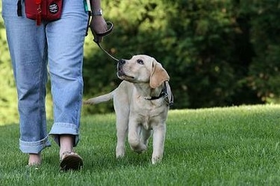 Ordenes basicas en labrador retriever