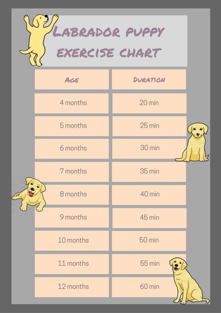 tiempo de ejercicios para labrador segun la edad infografia