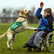 Labrador Retriever como perro de asistencia