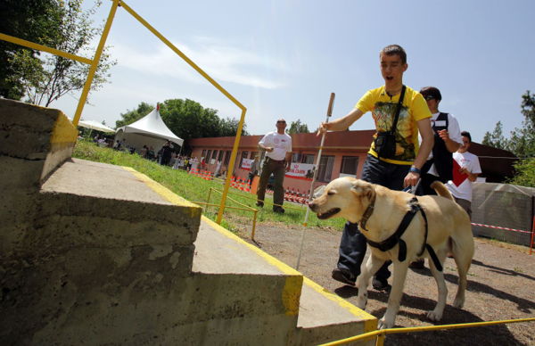 perro guia