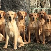 Que aspectos tomar en cuenta al criar a un labrador retriever