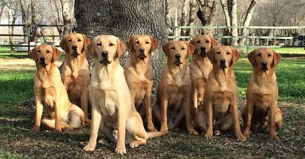 Que aspectos tomar en cuenta al criar a un labrador retriever