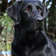 Cuantos años vive un perro negro