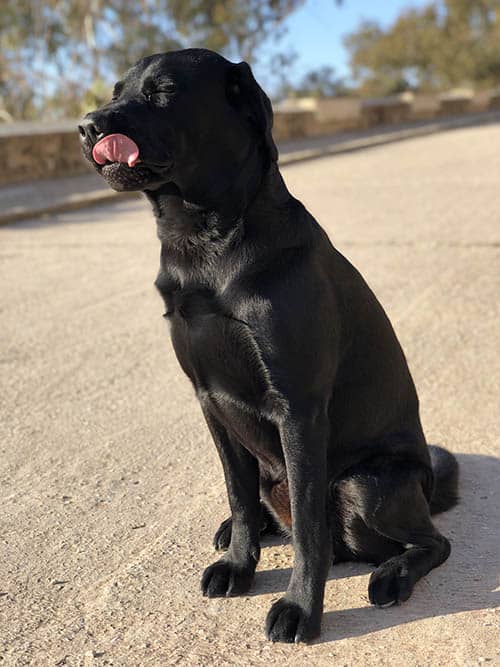 Perro sentado