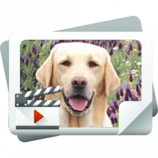 Galería de Vídeo